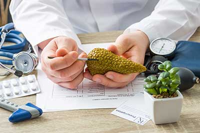 doctor holding model of pancreas