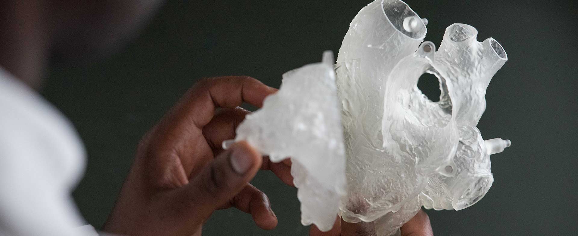 doctor holding heart model