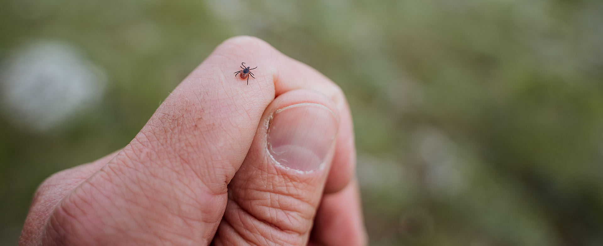 lyme disease