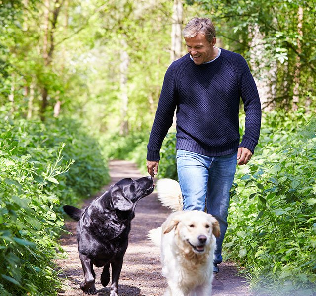 walk walking with dogs