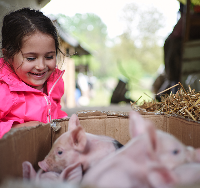 Little girl wearing a bright pink jacket and smiling at pigs at a petting zoo. dummy mobile image