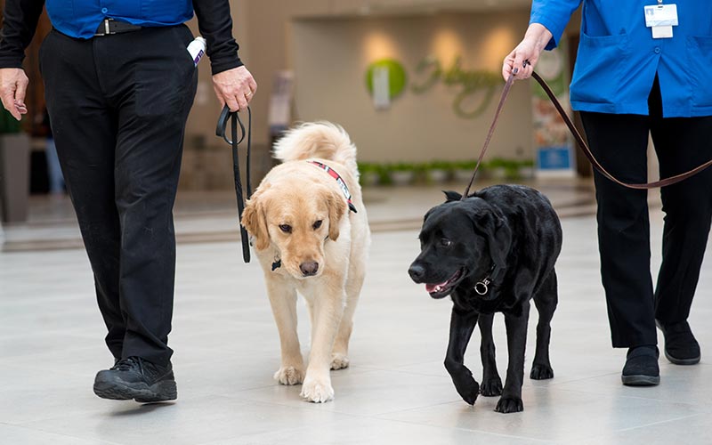 west bloomfield hospital therapy dogs walking