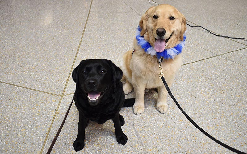 henry ford west bloomfield hospital pet therapy dogs 3