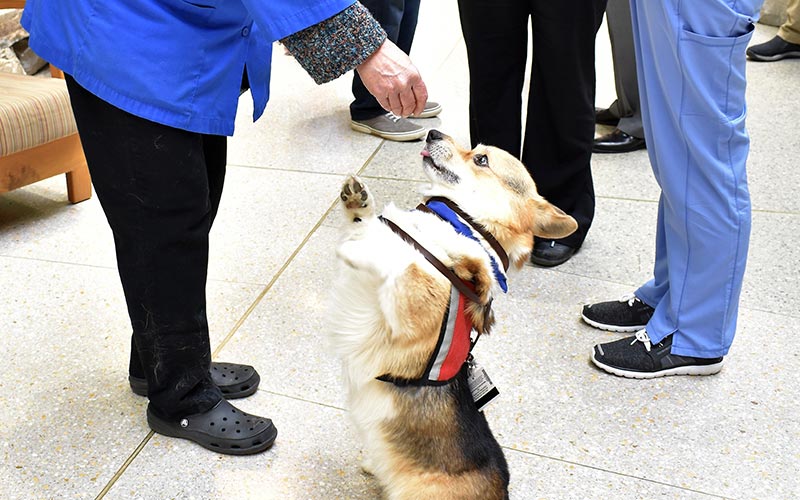 henry ford west bloomfield hospital pet therapy dogs 8