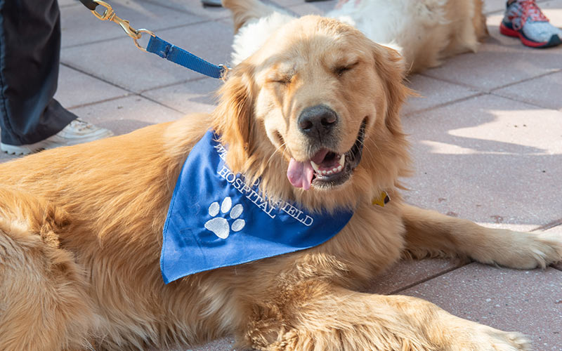 henry ford west bloomfield hospital pet therapy dog